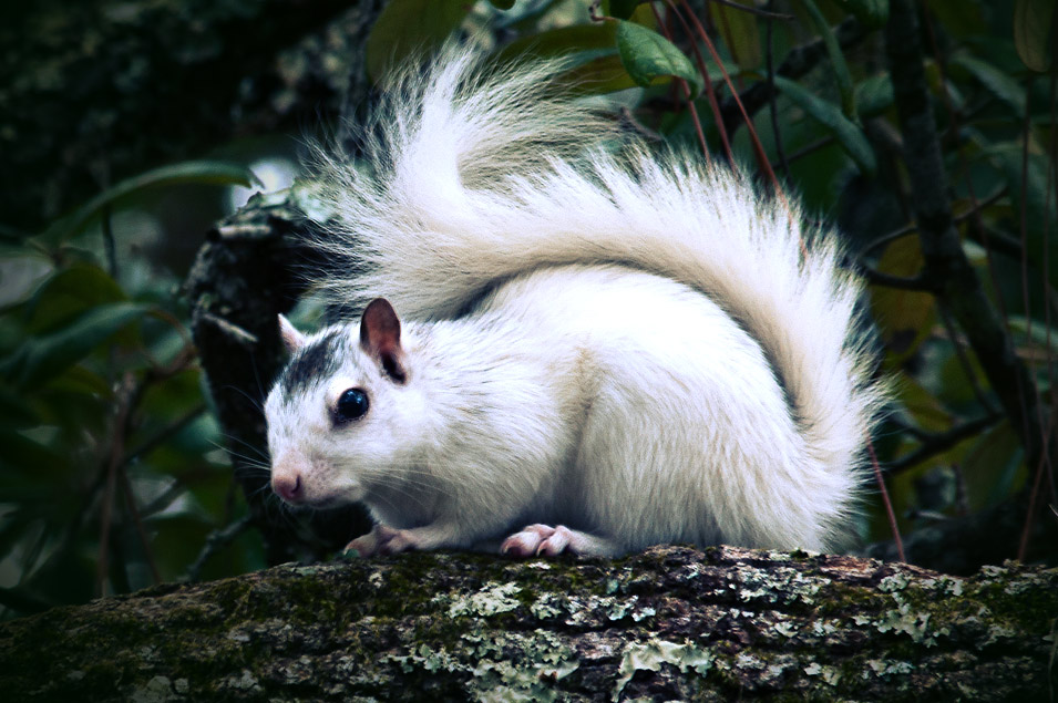cute baby white squirrel