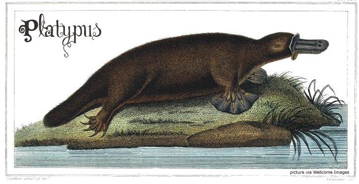 platypus-drawing - Untamed Science