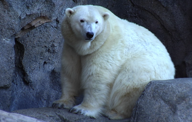Which is heavier panda or polar bear