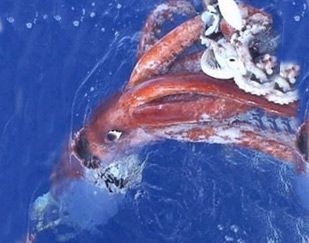 Colossal Squid - Untamed Science