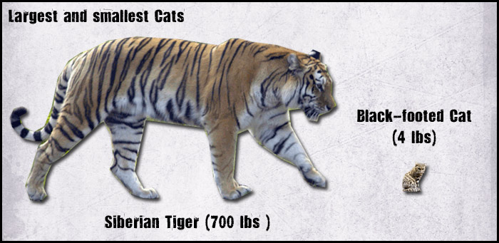 largest cat in the cat family