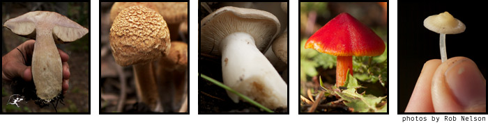 basidiomycota