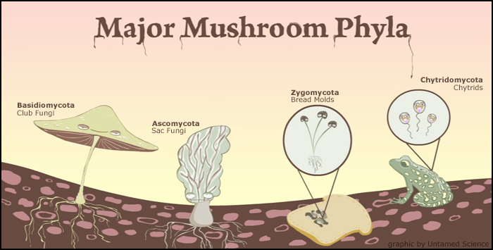 club fungi diagram