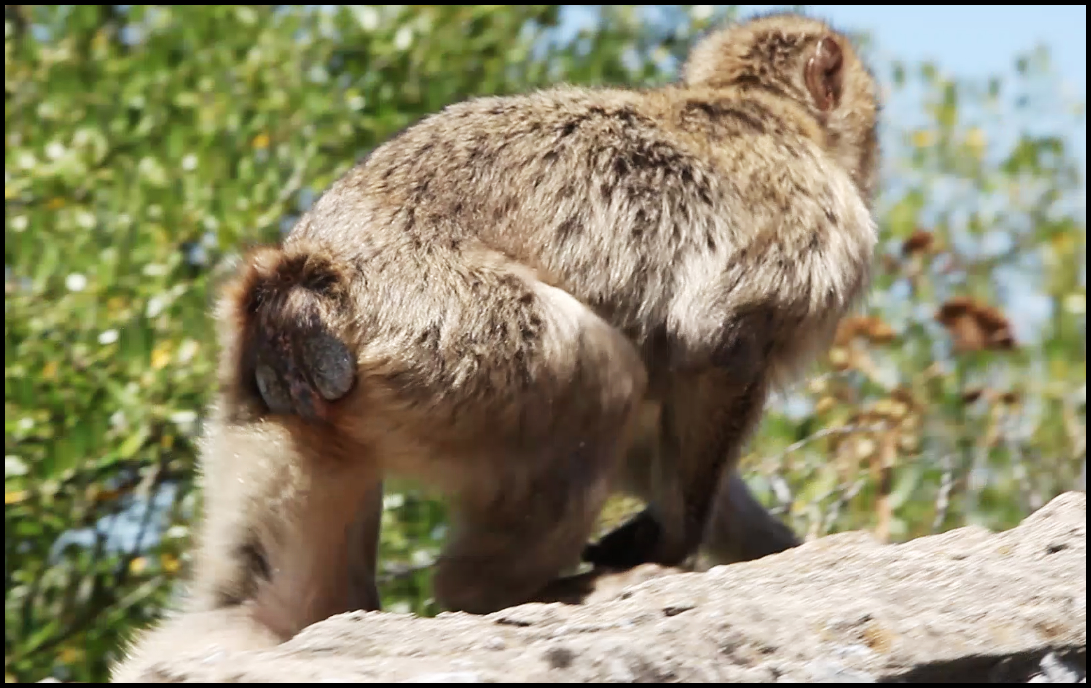 Barbary macaque_tailless01