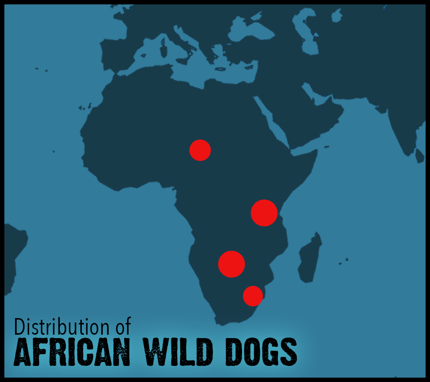 African Wild Dogs distribution01 Untamed Science