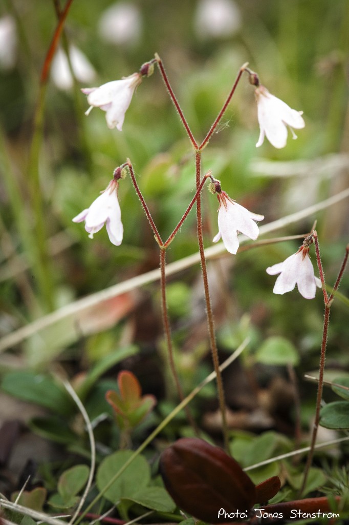 Linnea-Linnaea borealis_Sweden-01