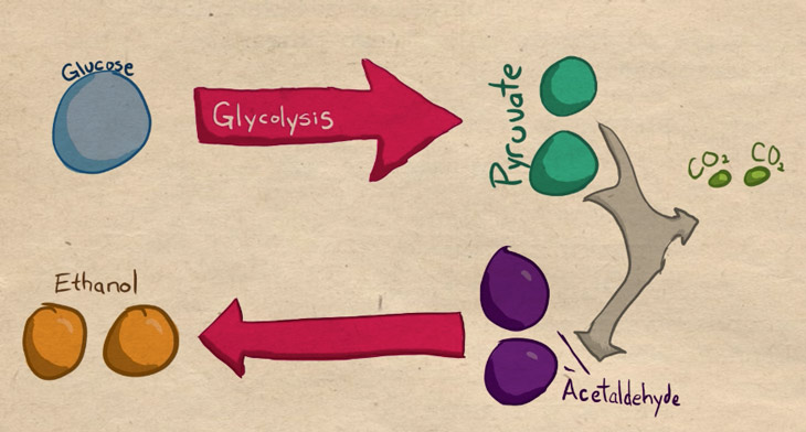 alcoholic fermentation - Alcoholic Fermentation