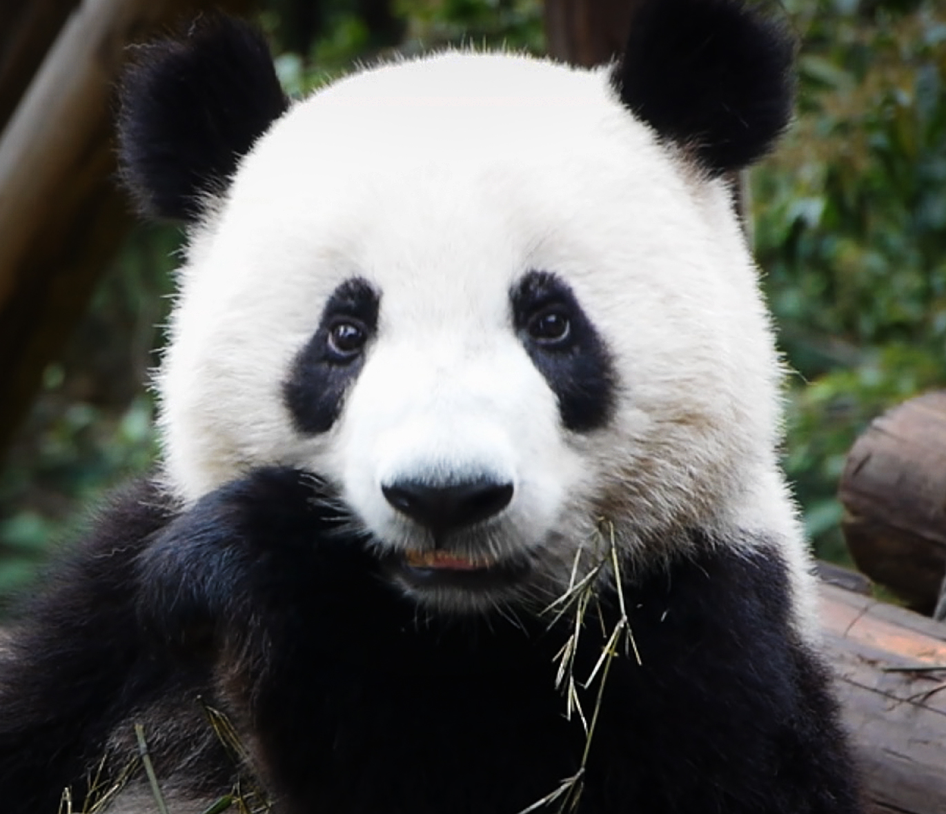 yesbears giant panda