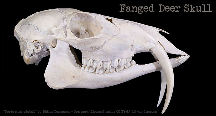 fanged-deer4