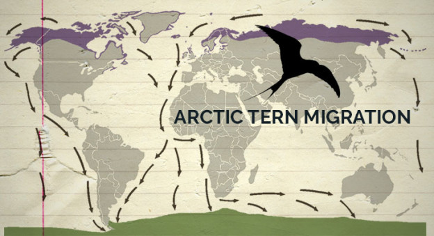 Arctic tern - Untamed Science