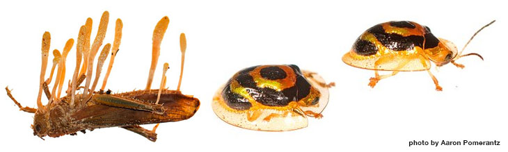 insects-on-white-background