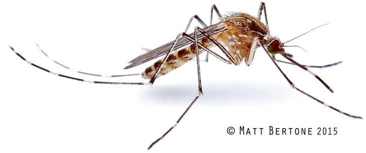 mosquito-matt