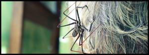 The tailless whip scorpion on the head