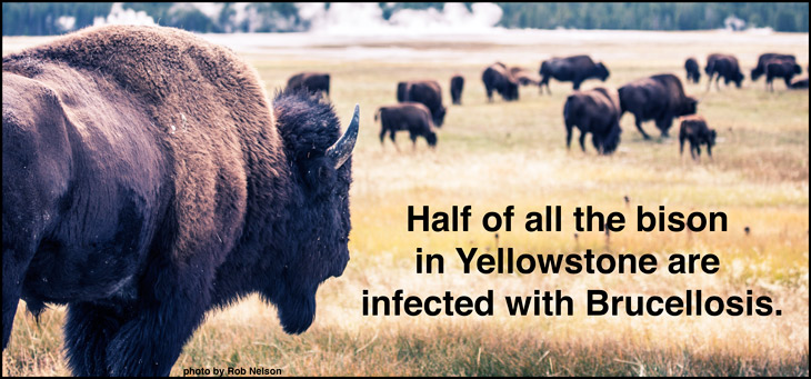 bison-with-Brucellosis-yellowstone
