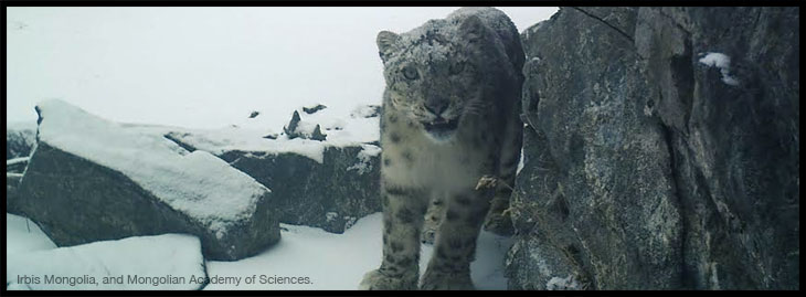 snow leopard pic