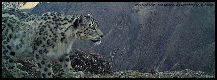 Counting the ghosts of the mountains: sampling snow leopard