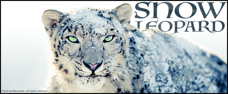 Snow Leopard Information: The Ghost of the Mountain