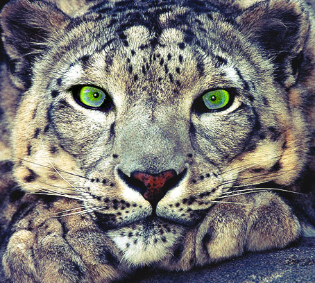 Snow Leopard - Facts - Natural History - Conservation Status - Project  Survival Cat Haven
