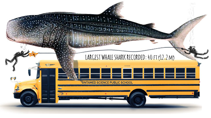 whale-shark-size-relative-to-bus - Untamed Science