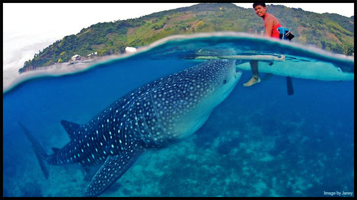 giant whale shark compared to human