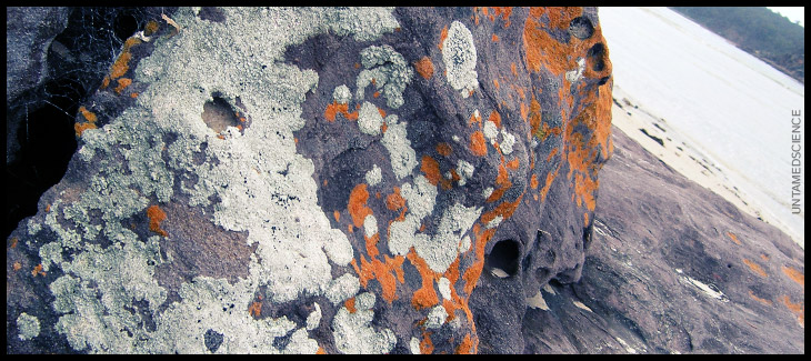 lichen on rock