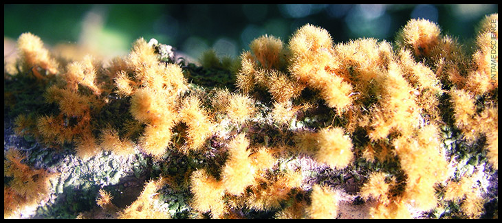 lichens