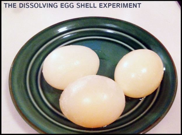 Osmosis Experiment: Dissolve an Egg Shell [The Lab]