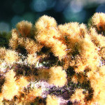 yellow lichen