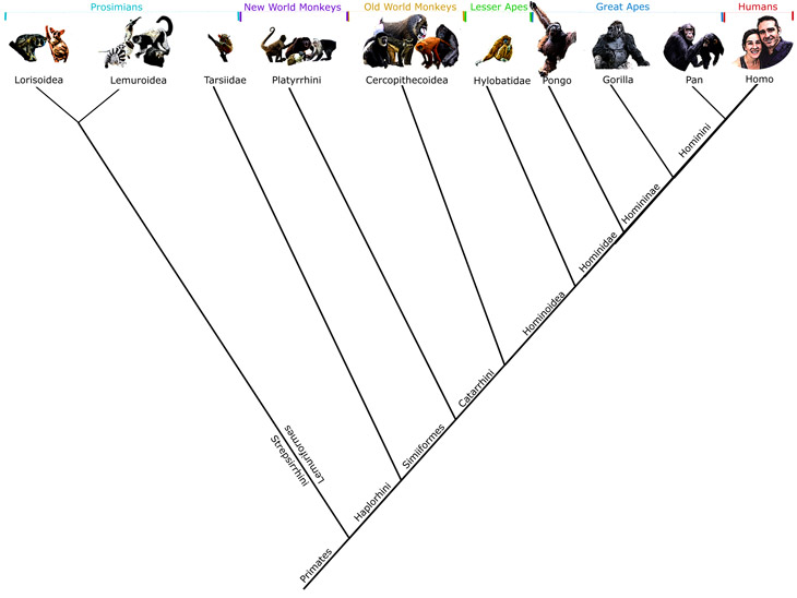 The Primate Order Explained: Monkeys, Apes, Lemurs...
