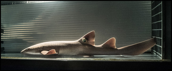 Nurse-shark-in-tank