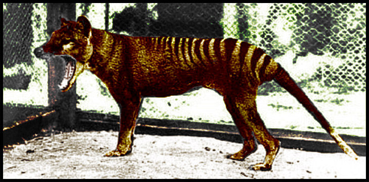 Tasmanian tiger was likely doomed by genetics anyway