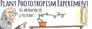 Darwin's Phototropism experiment cartoon