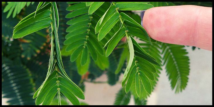 Plant Memory Discovered: Turns out they can make memories