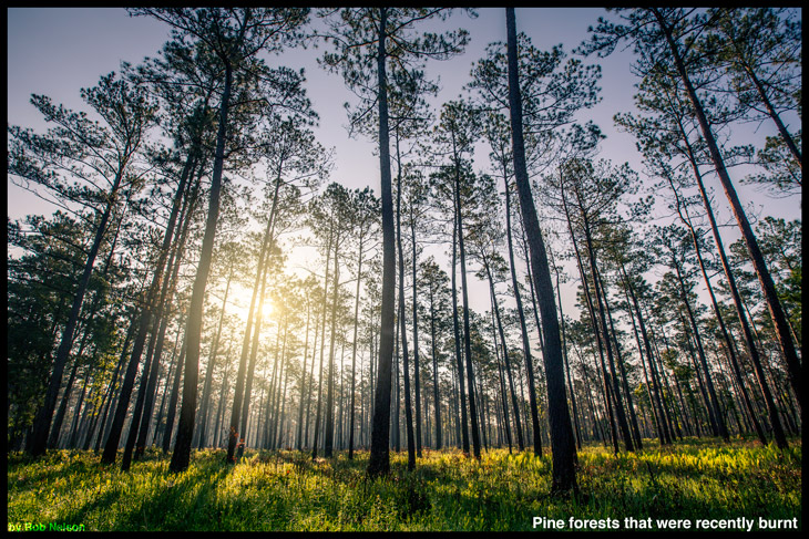 northwestern coniferous forest animals and plants