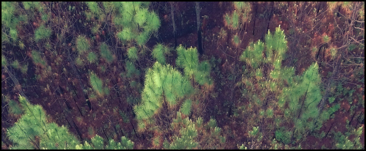 coniferous forest plants list