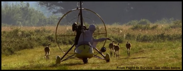 Whooping Crane - Untamed Science