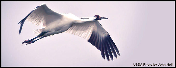 whooping-crane