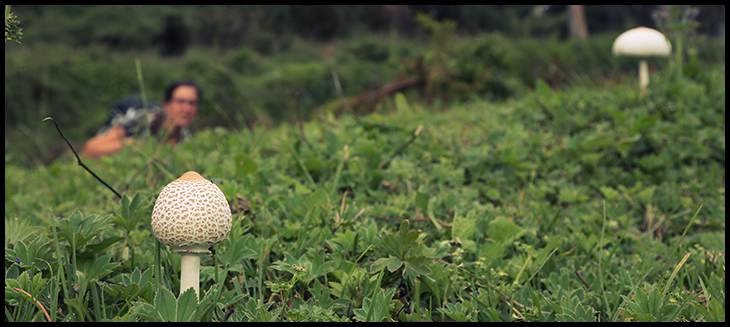 mushroom on mt kenya haley chamberlain