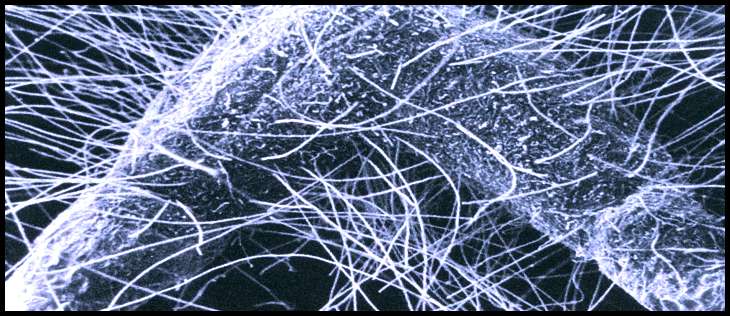 mycorhizae