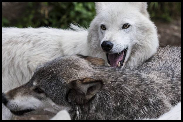 Red Wolves in the US: Will they Survive Extinction