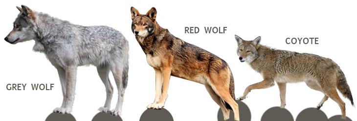 red wolf vs gray wolf