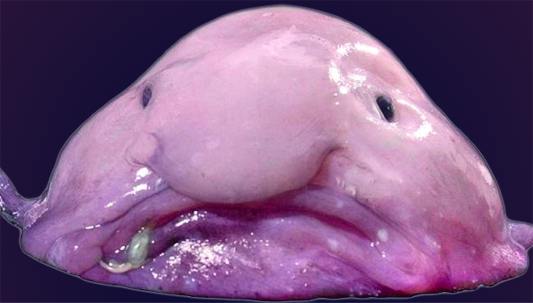 Blobfish - Untamed Science