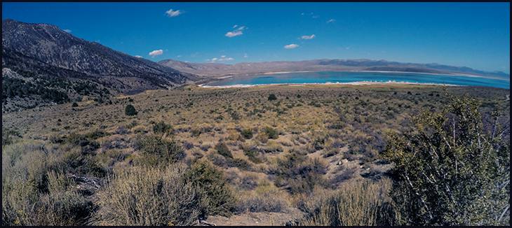 Desert Scrub Vegetation