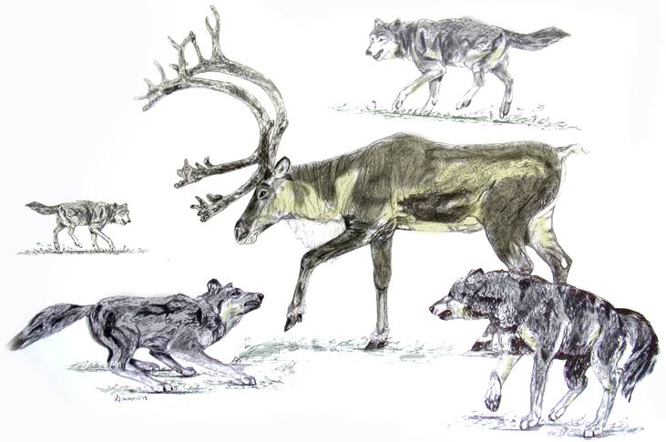 wolf-and-caribou-sketch-art