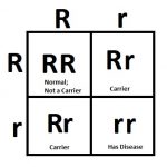 recessive-punnett-square - Untamed Science