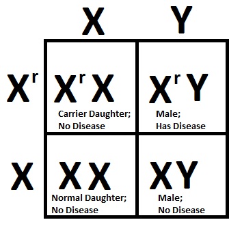 sickle cell anemia punnett square