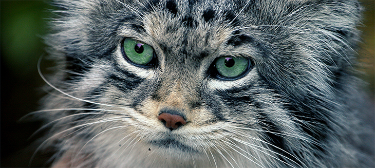 Pallas's cat, manul (Otocolobus manul)