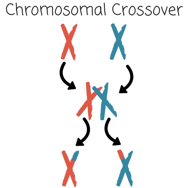 Chromosomal Crossover
