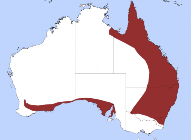 species range of death adder - Untamed Science