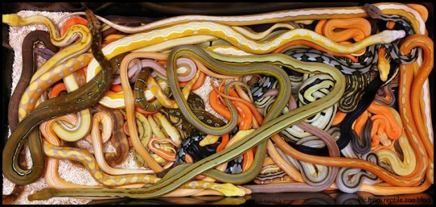 Reticulated Pythons - the Science and Physiology Explained